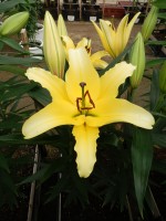 [5192 Yellow Strike VWS No02.JPG]